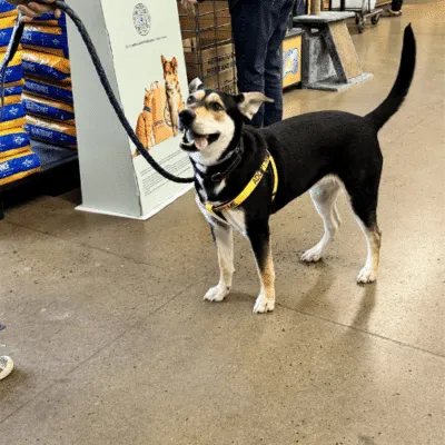 adopt Lilly Dog!