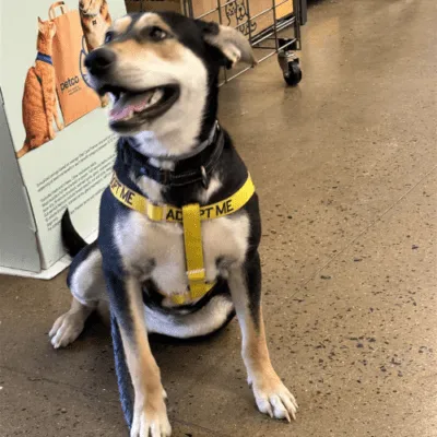 adopt Lilly Dog!