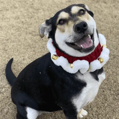 adopt Lilly Dog!