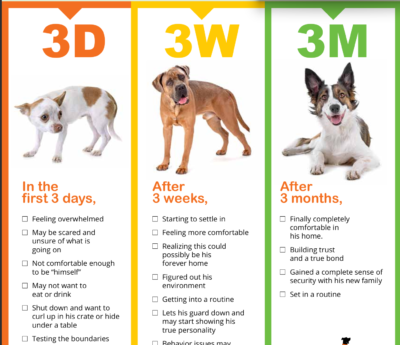 Infographic explaining the 3-3-3 rule for adjusting a newly adopted rescue dog