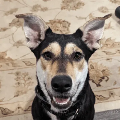 adopt Lilly Dog!
