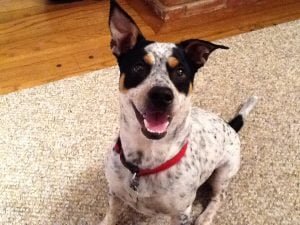 Rosco