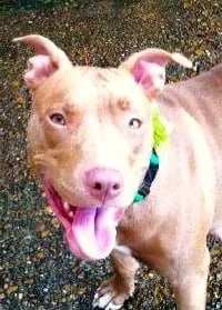 Pitbull outside panting