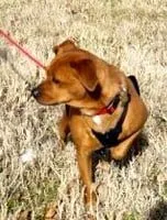 Brown Puggle Hound