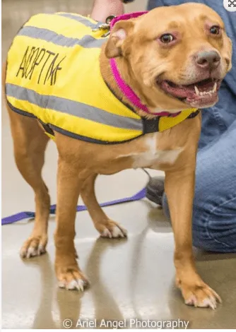 Adopt Amber the Dog!