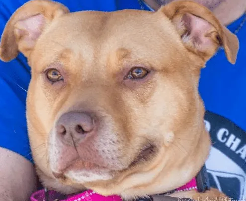 Adopt this beautiful dog Amber