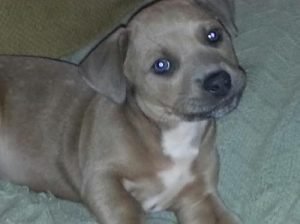 Foster puppy