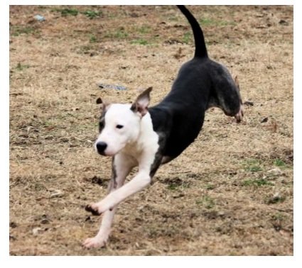 Ashton is Dog of the Month