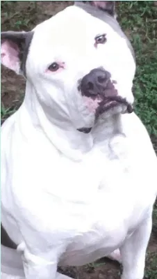 Adopt or foster Azalea, sweet dog
