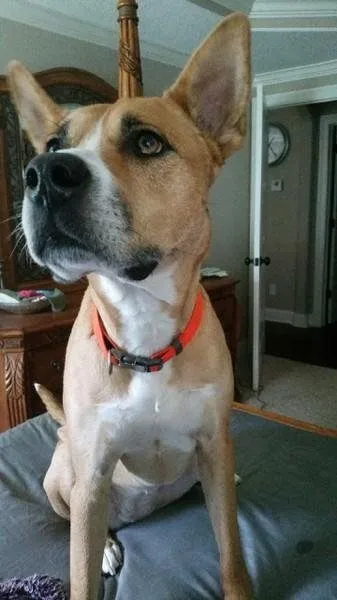 Dog Bella Rose