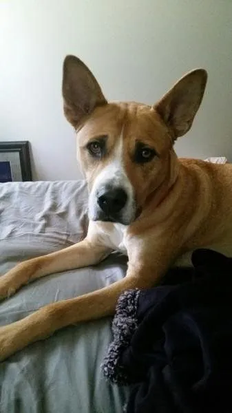 Bella Rose Dog