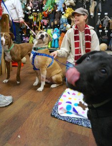 Bella, Wyatt and Jolly the dogs.
