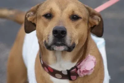 Brandy is an adopted dog