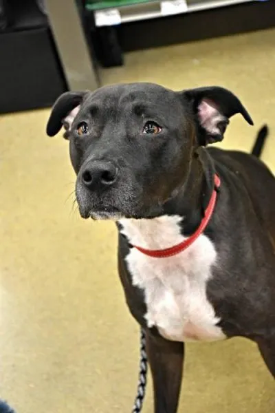 Cameron Adoptable Dog