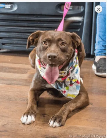 Adopt TN dog Carol
