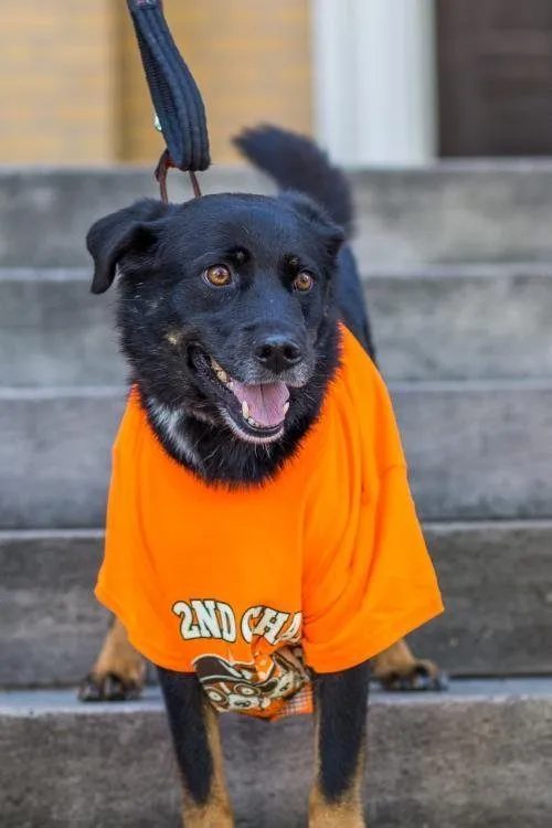 Adopt dog Casey Lee 1