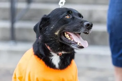 Adopt dog Casey Lee 3