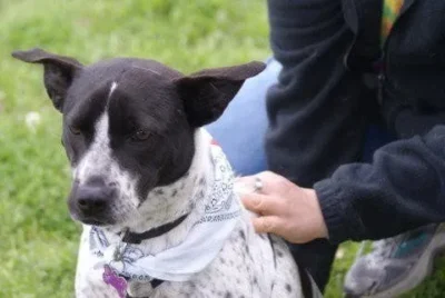 Beautiful black and white hound