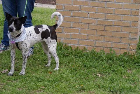 Black and white dog wearing Adopt Me bandana