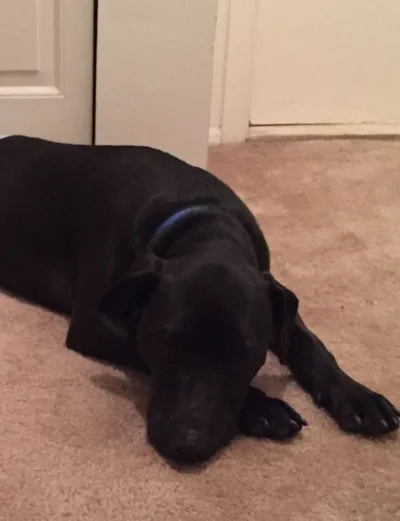 Chowder lying down: Dog available for adoption in TN, NH, MA, CT, NY, PA