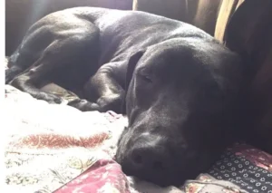 Chowder's beautiful nose: Dog available for adoption in TN, NH, MA, CT, NY, PA