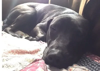 Chowder's beautiful nose: Dog available for adoption in TN, NH, MA, CT, NY, PA