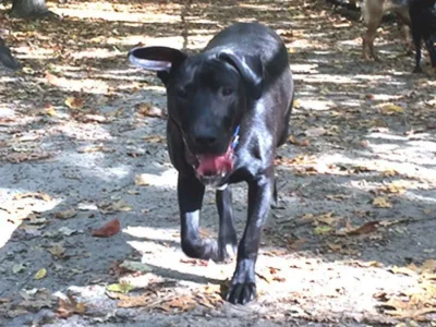 Black Lab Dog outside and running: Dog available for adoption in TN, NH, MA, CT, NY, PA
