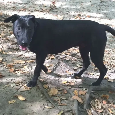 Black Lab dog outside: Dog available for adoption in TN, NH, MA, CT, NY, PA