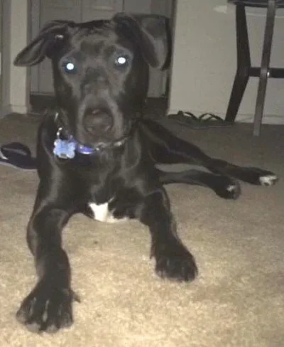 Black Lab alert and ready: Dog available for adoption in TN, NH, MA, CT, NY, PA