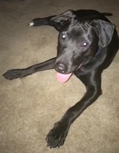 Chowder tongue hanging out: Dog available for adoption in TN, NH, MA, CT, NY, PA