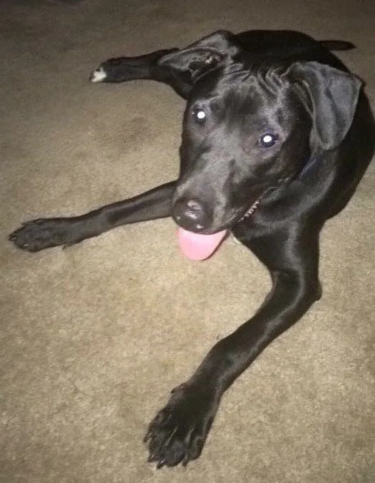 Chowder tongue hanging out: Dog available for adoption in TN, NH, MA, CT, NY, PA