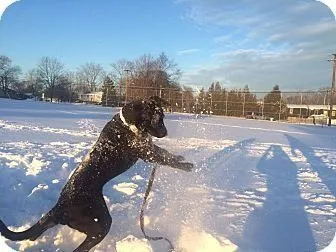 Adoptable Black Labrador Retriever playing in the snow.