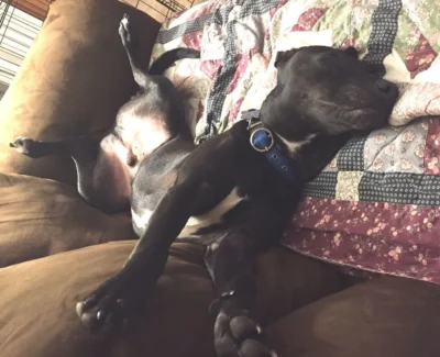 Comfortable dog on couch: Dog available for adoption in TN, NH, MA, CT, NY, PA