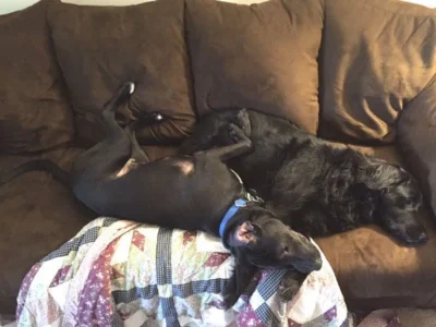 Chowder lying with another dog on the couch: Dog available for adoption in TN, NH, MA, CT, NY, PA