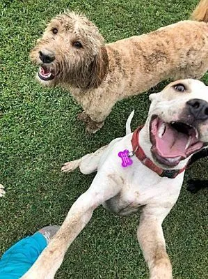 Adopt Clyde: Clyde with Friend