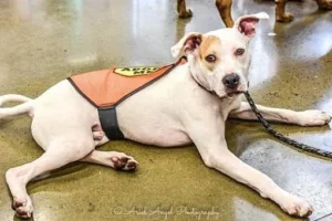Adopt Clyde: That Gorgeous Face