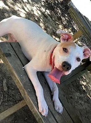 Adopt Clyde: Kind of a Terrier!
