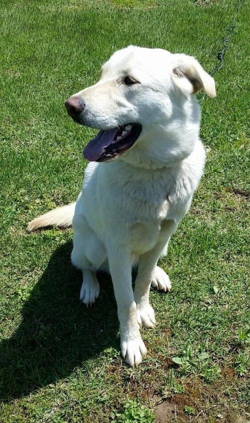 NH adoptable dog Cooper
