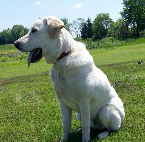 NH adoptable dog Cooper 2