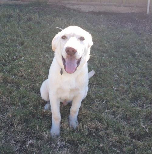 NH adoptable dog Cooper 3