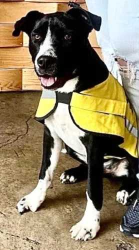 Daddio dog for adoption