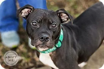 adopt demi dog 1