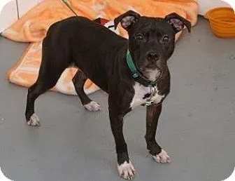 adopt demi pit bull