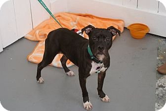 adopt pittie demi
