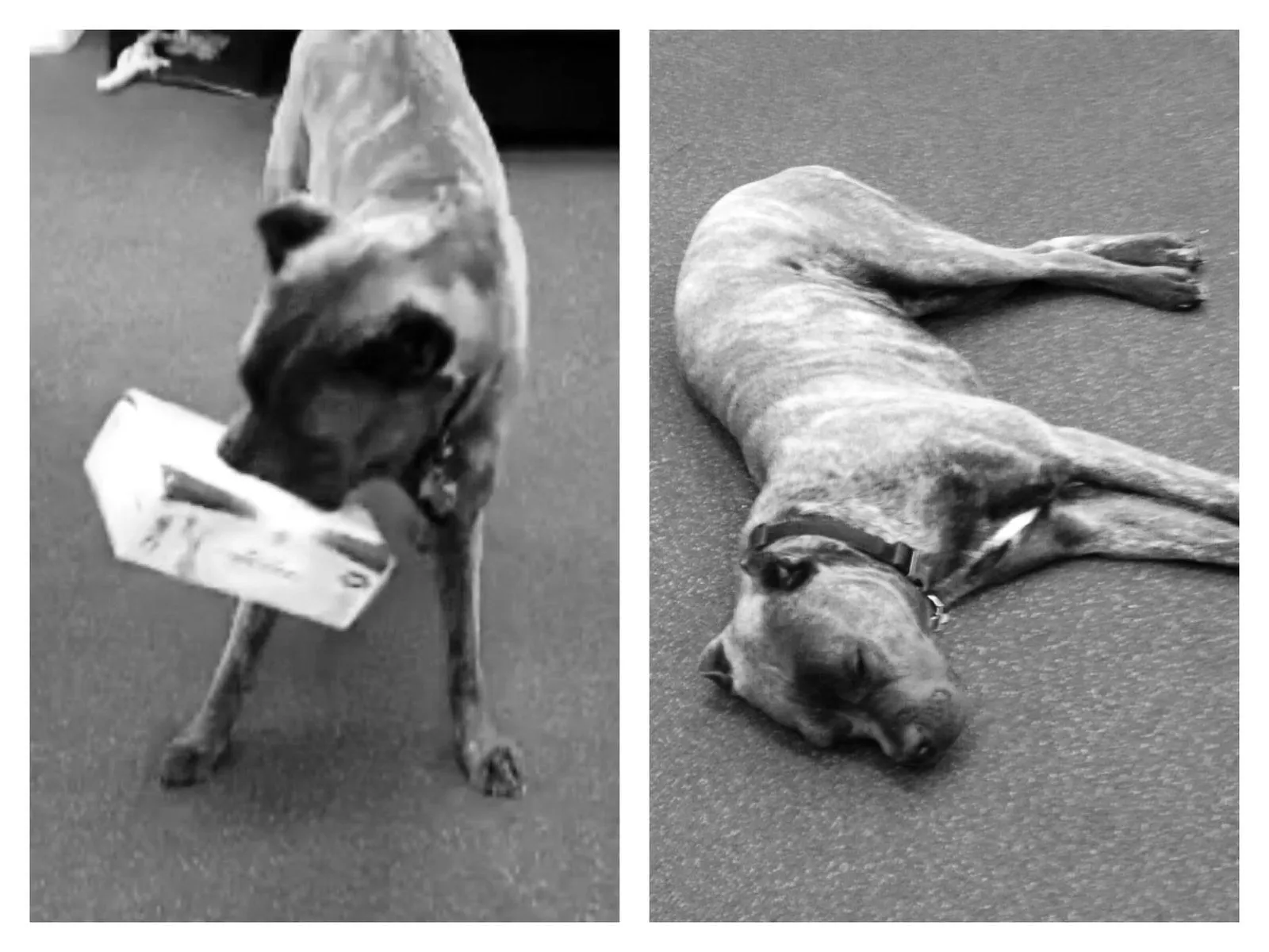 Dog games.