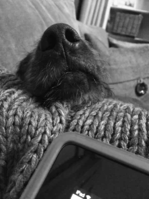 dog nose