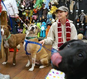 Show dogs to adopt and to foster.