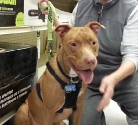 Show dogs at Meet and Greet events