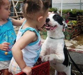 Help children interact with dogs