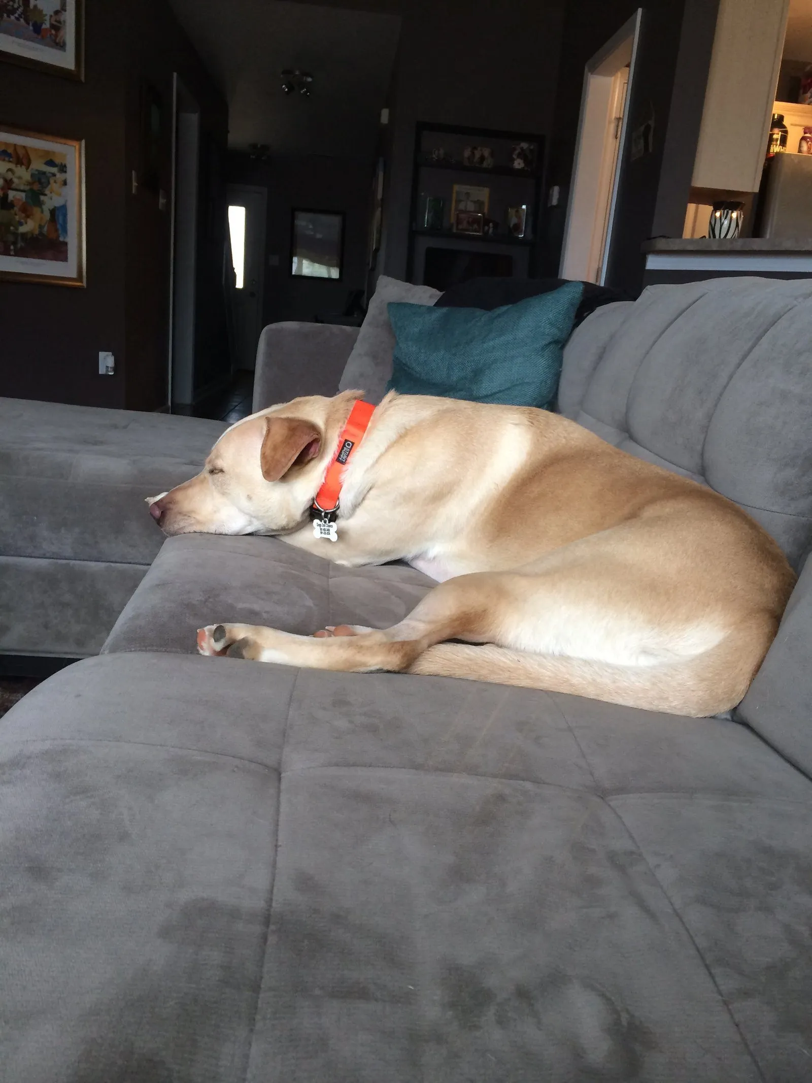 Dude the Dog
